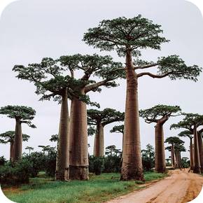 Madagascar eSIM - Travel Data Plan