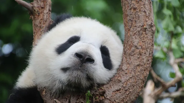 Chengdu city and leisure travel