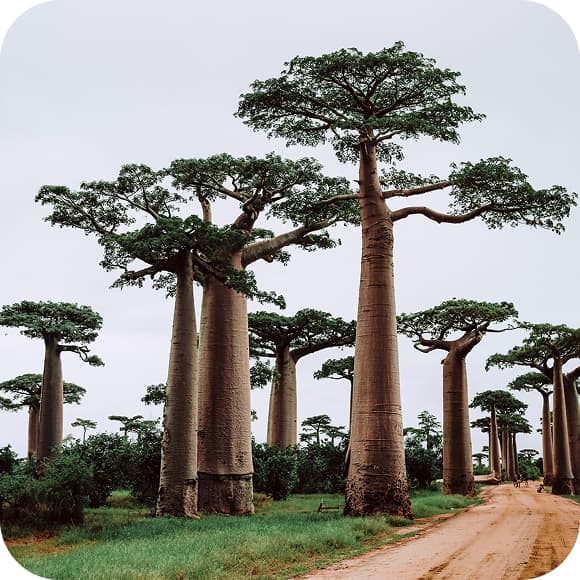 Madagascar eSIM - Travel Data Plan